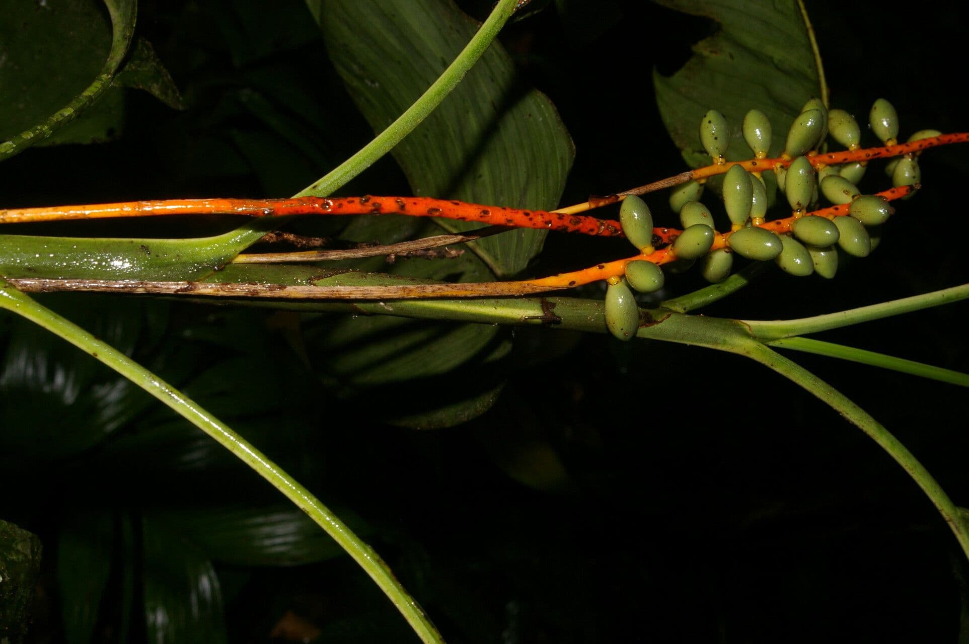 Chamaedorea 3