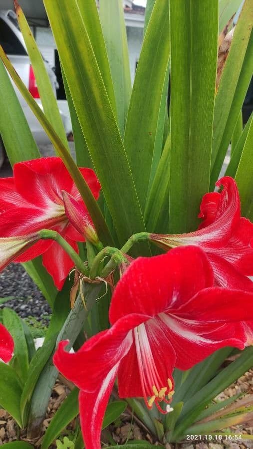 Amaryllis regina 14
