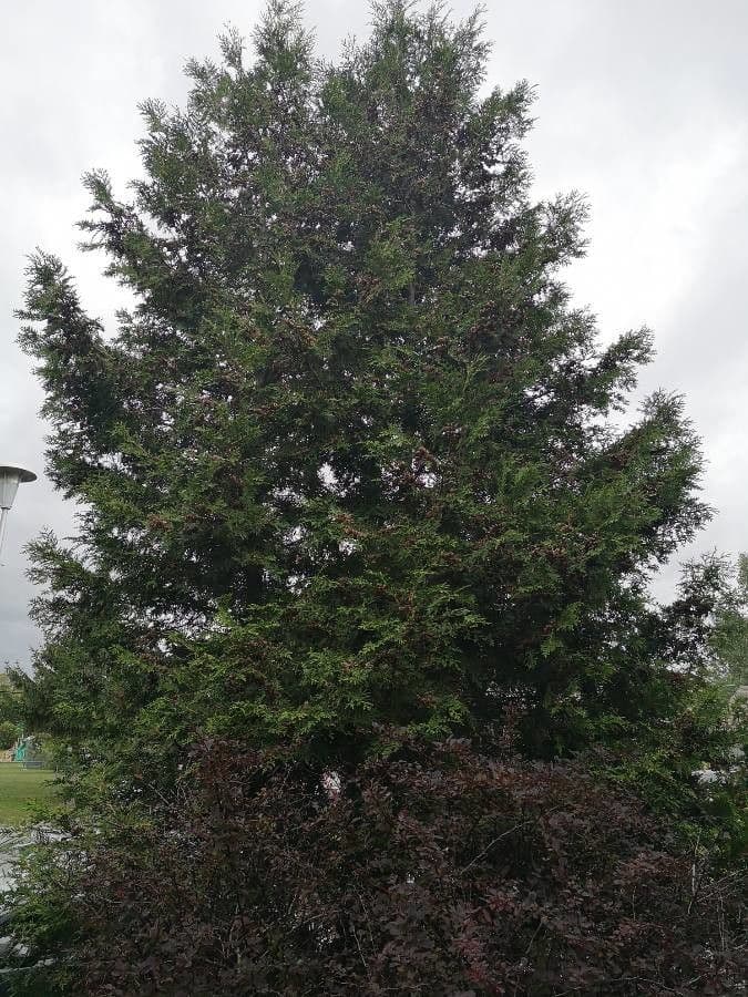 Northern white-cedar 29