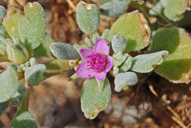 Portulaca occidentale 4