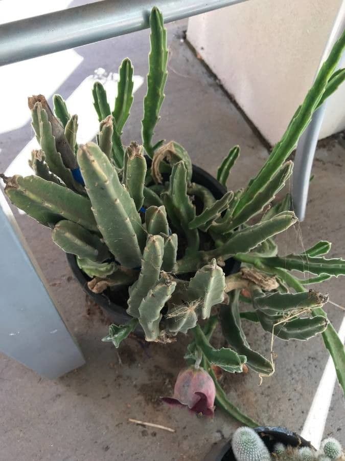 Stapelia 13