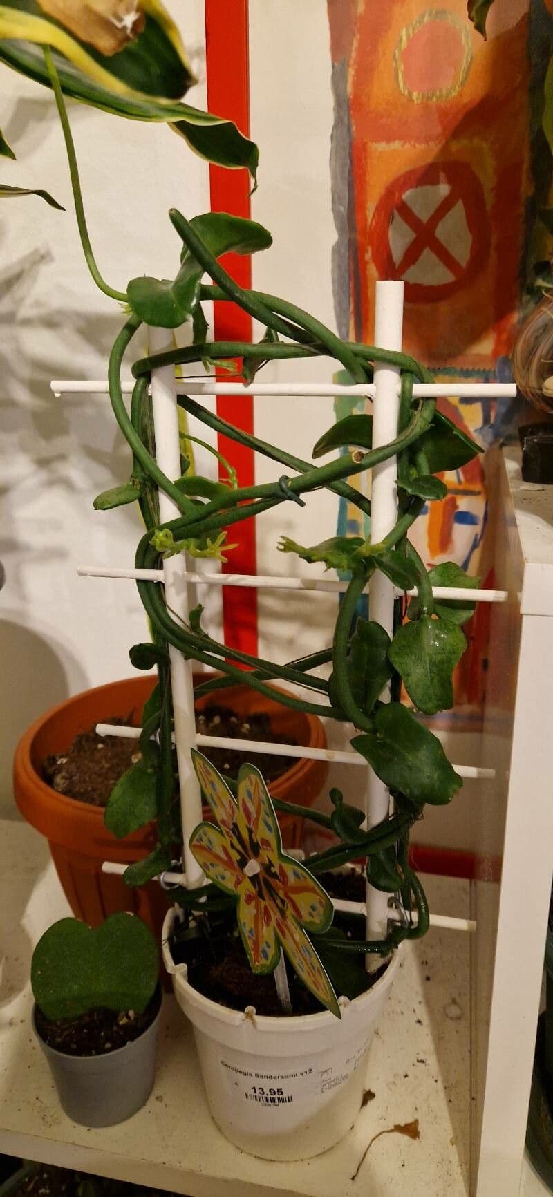 Brunnenblume 10