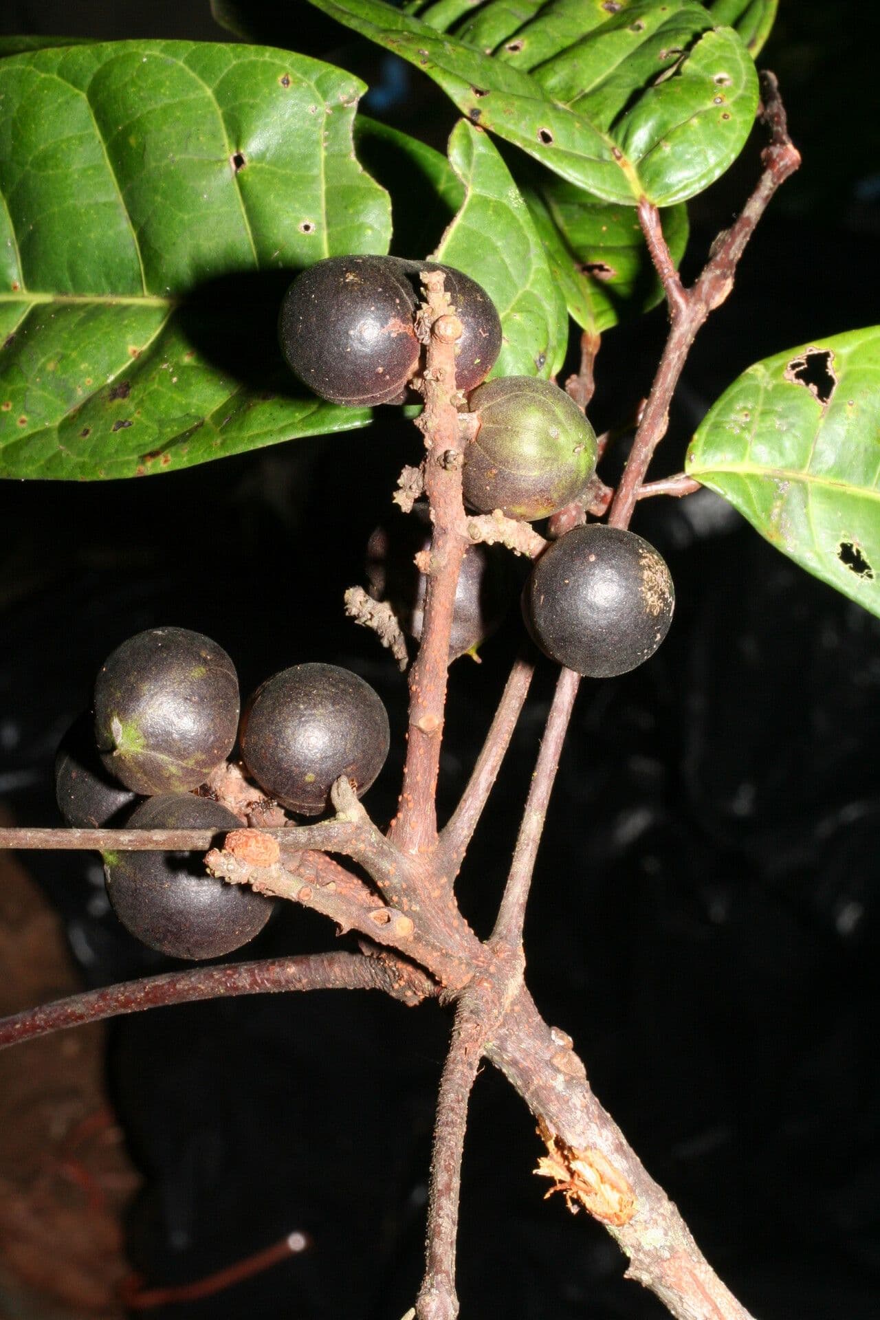 Protium tenuifolium 2