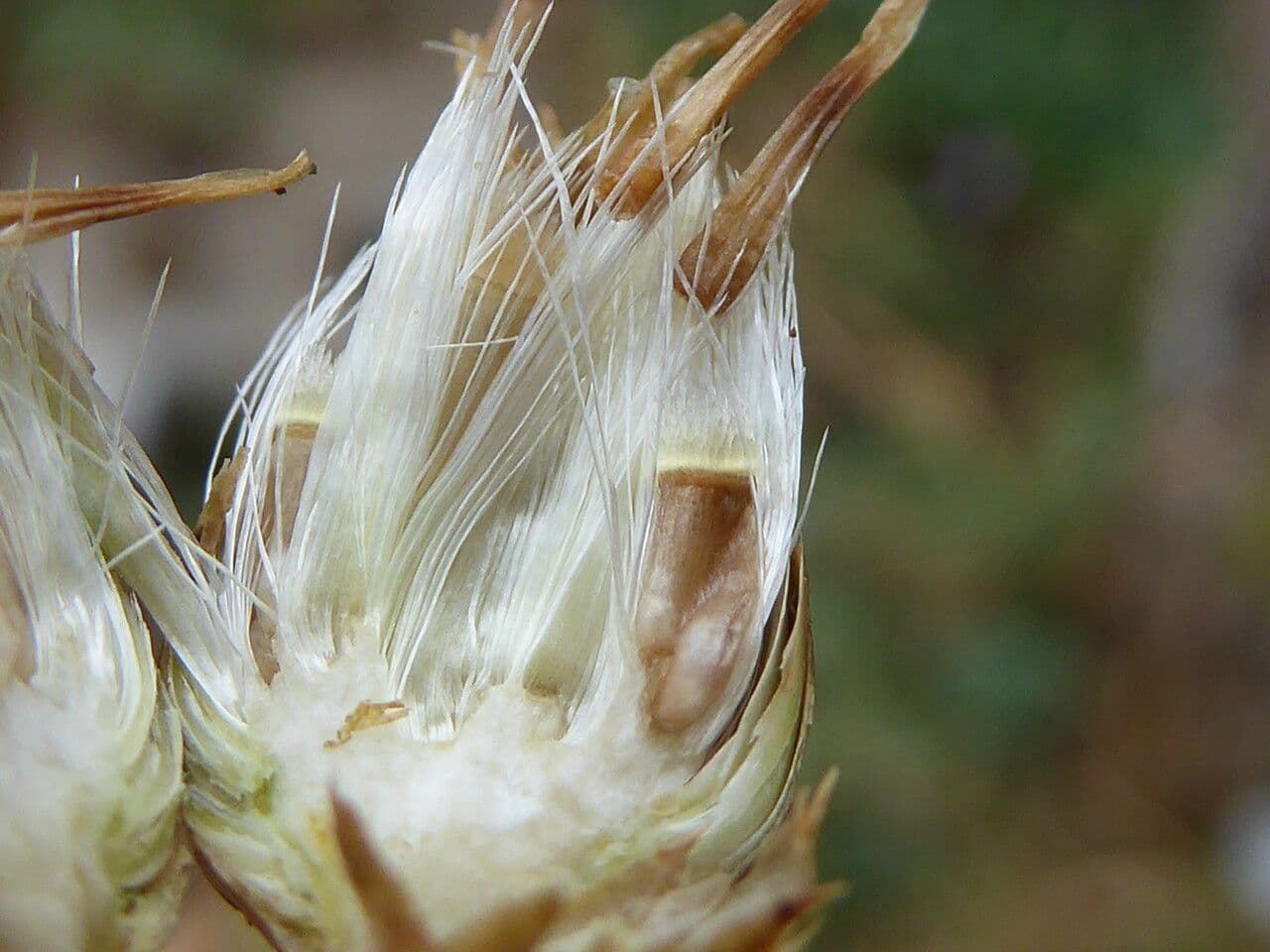 Bracera 4