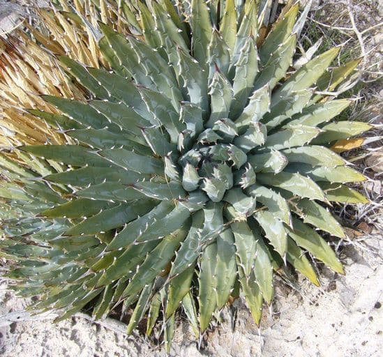 Utah-Agave 11