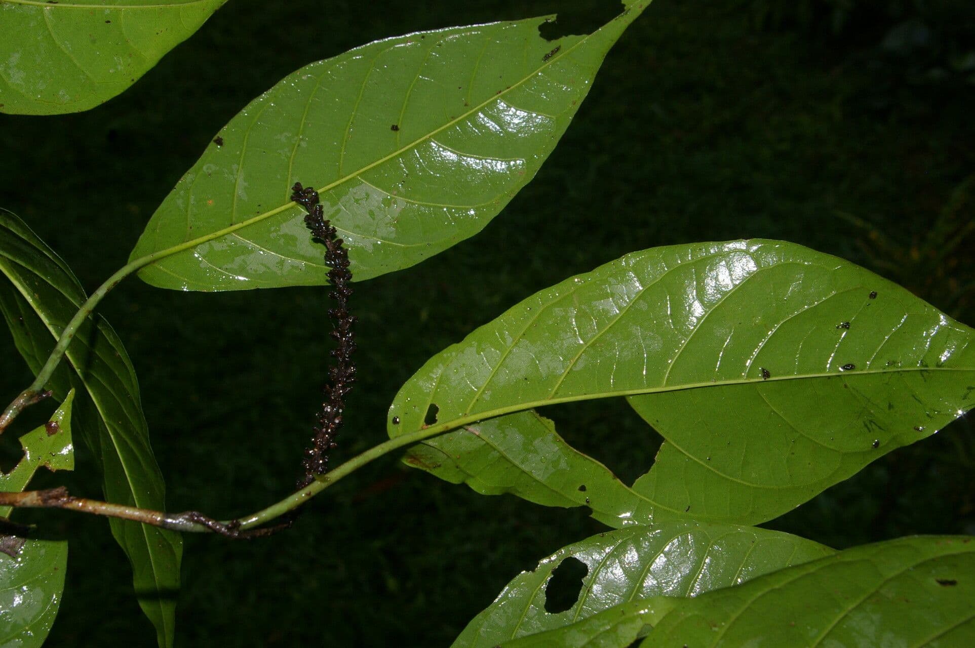 Coccoloba 5