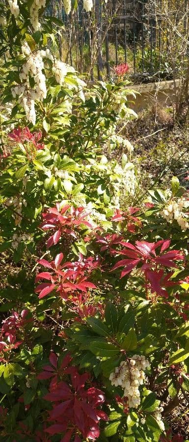 Pieris giapponese 11