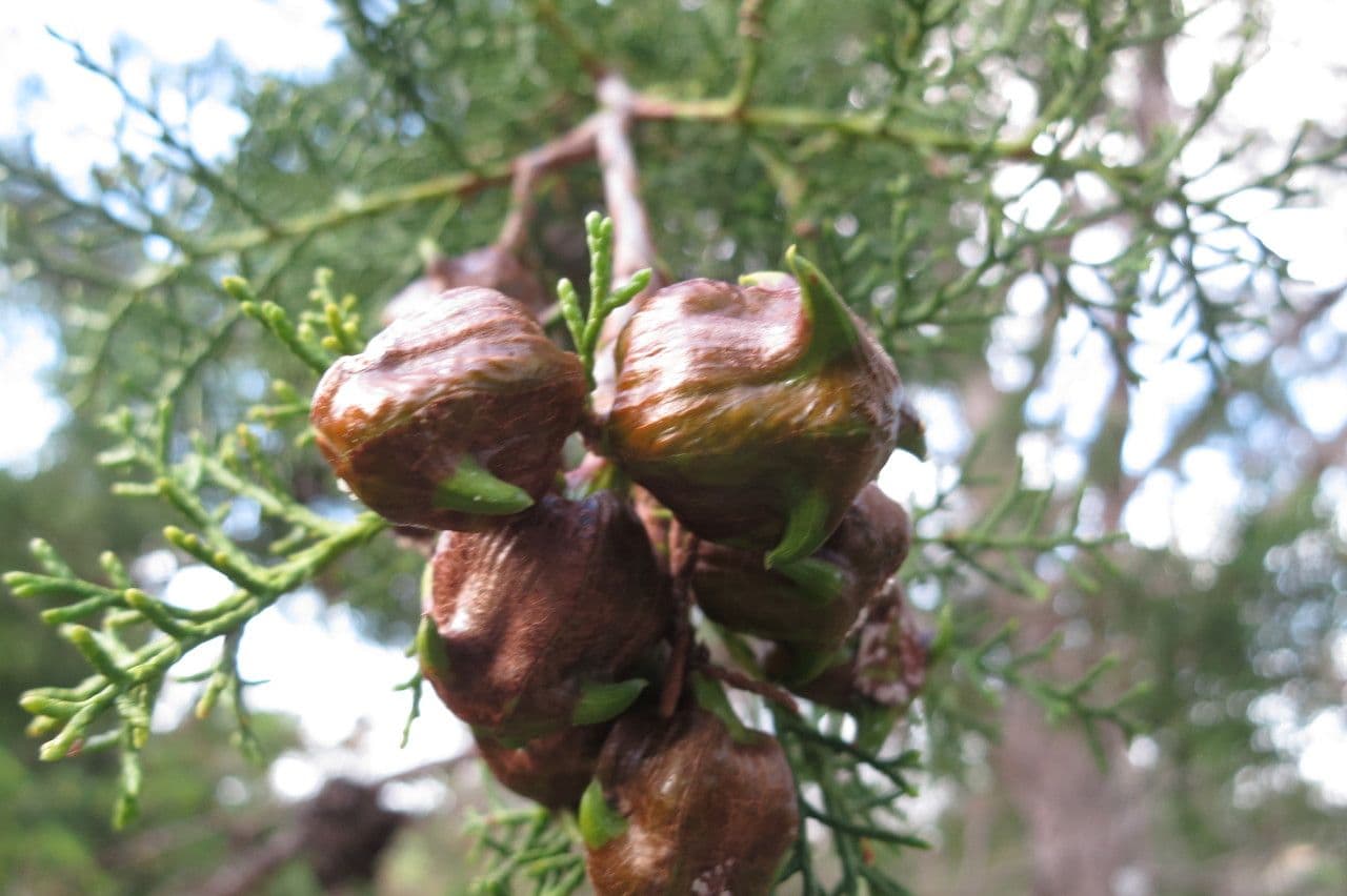 Widdringtonia