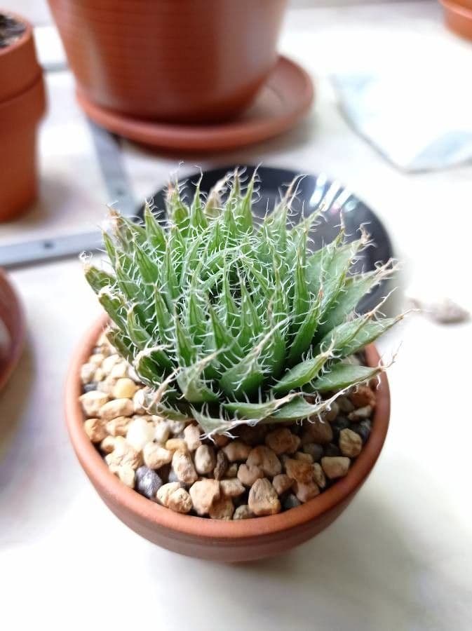 Haworthia 7
