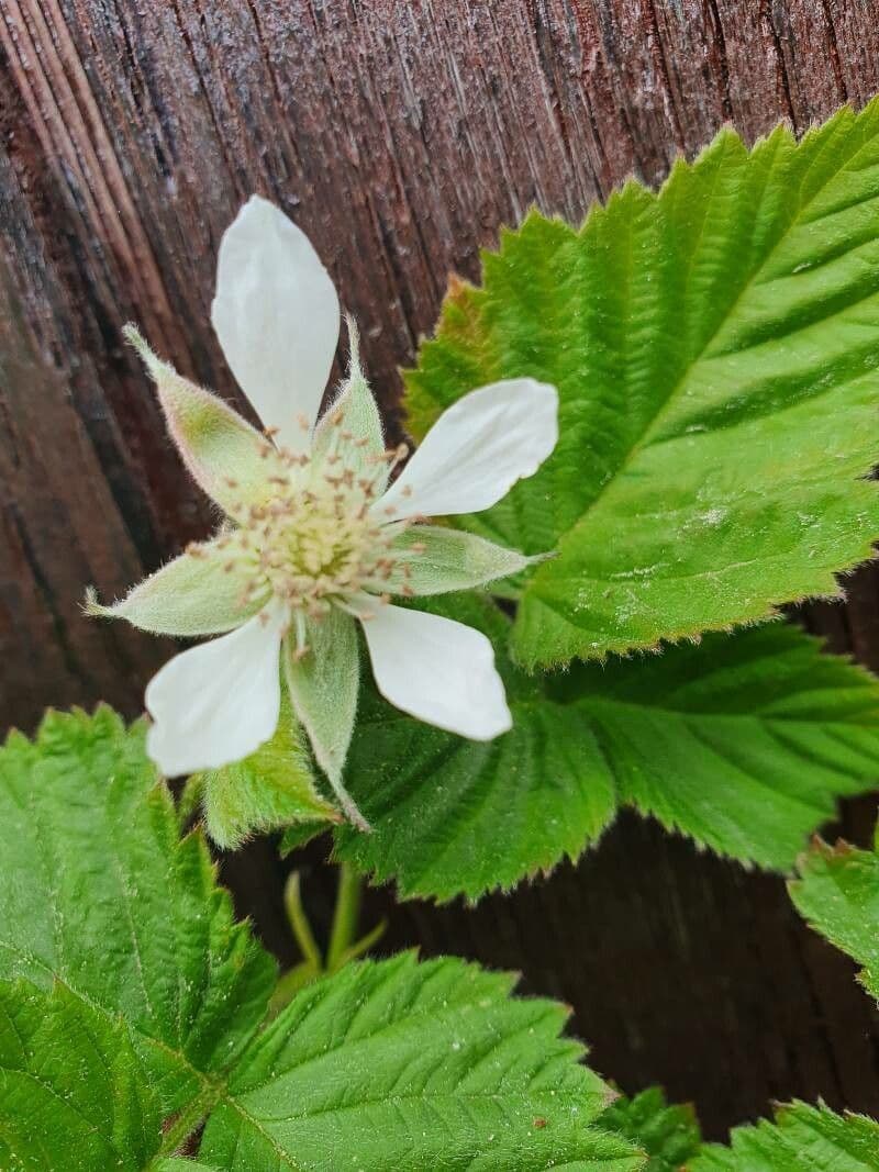 Bereifte Brombeere 3