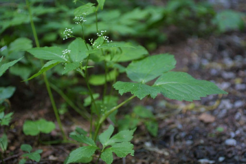 Criptotaenia canadensis 13