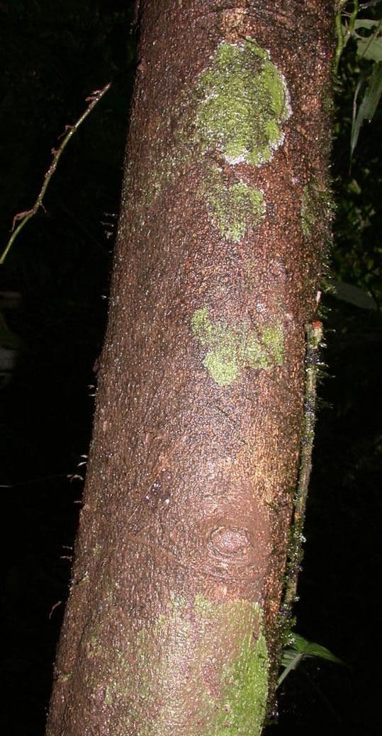 Cupania rossastra 18