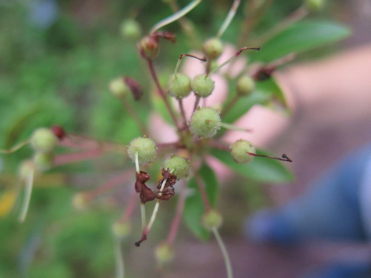 Kalmia szerokolistna 2