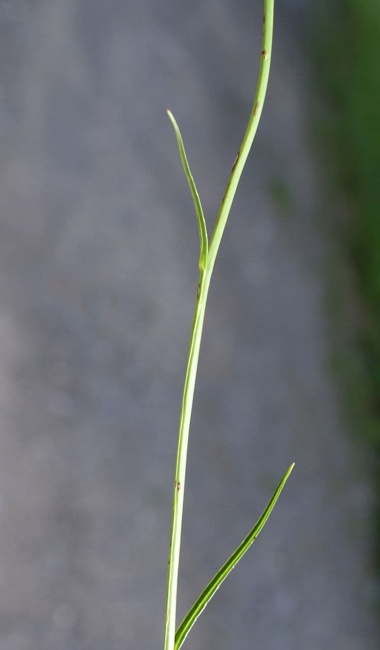 Campanilla 25