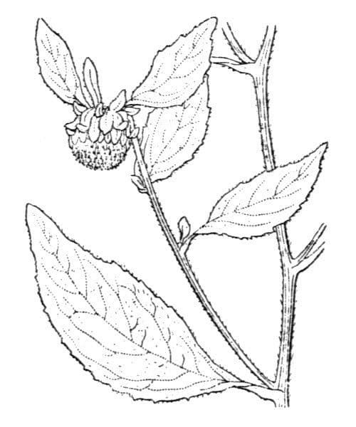 Carpesium cernuum 16