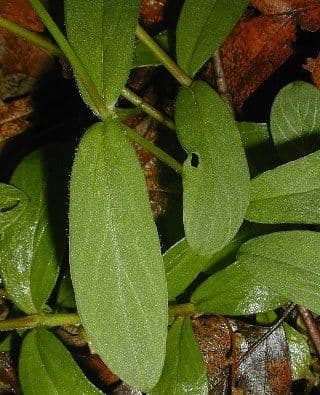 Stellaria pubescente 14