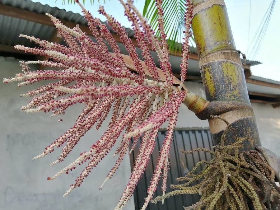 Açai 8