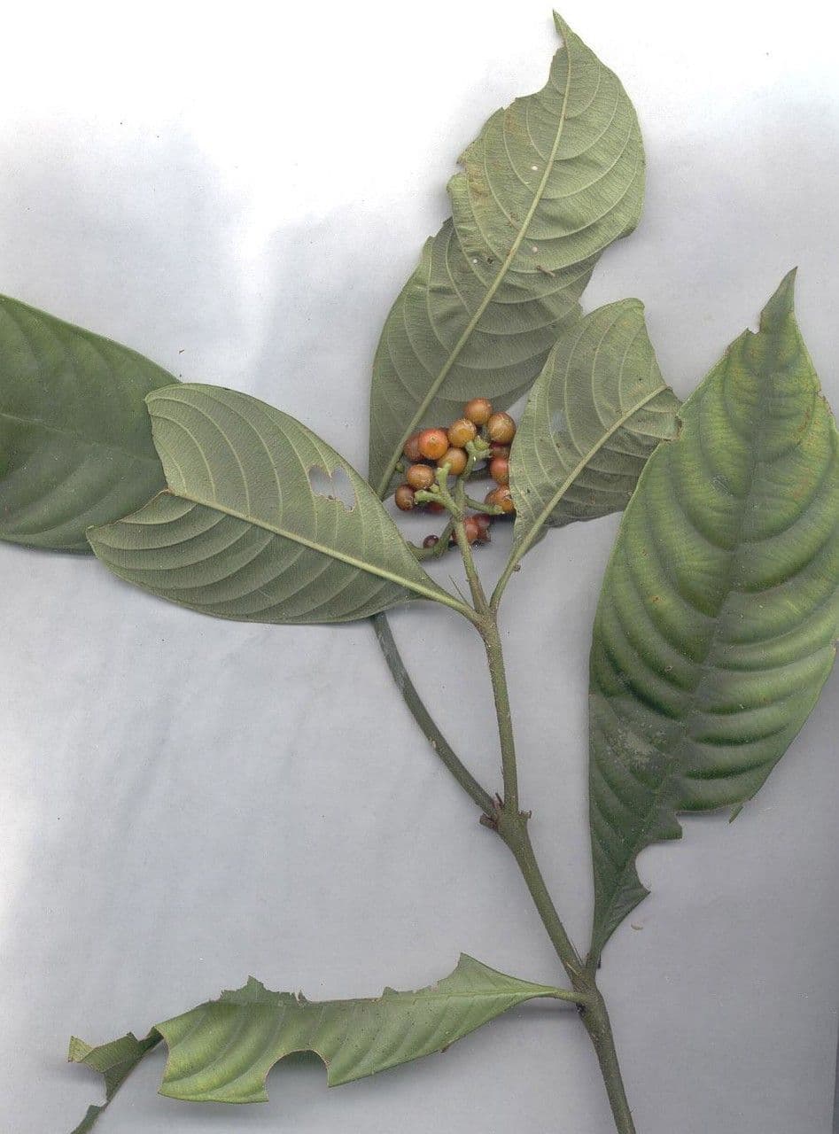 Psychotria 22
