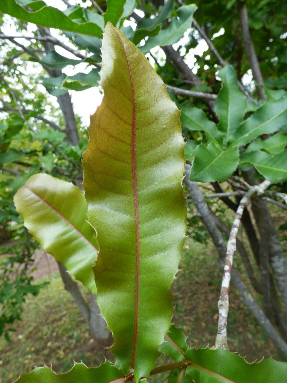 Macadamianuss 13