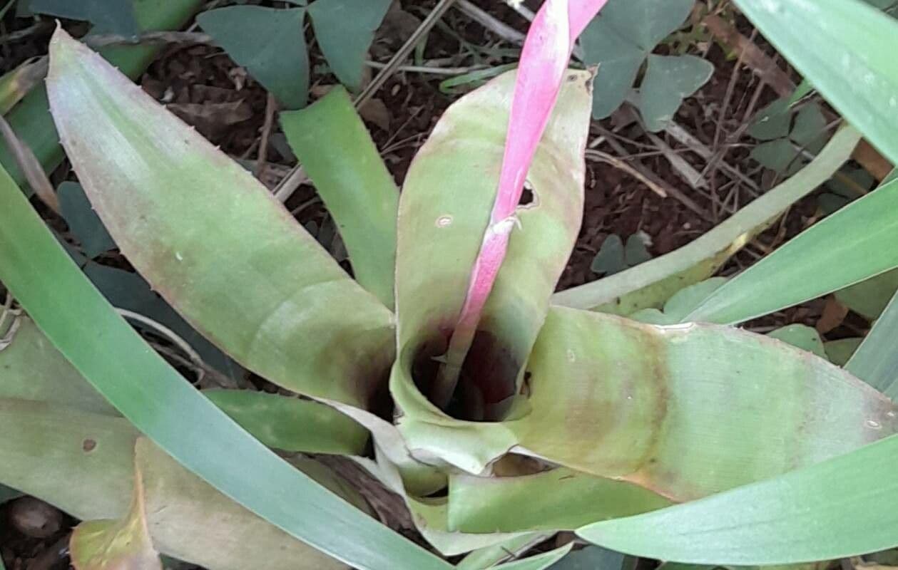Billbergia 6