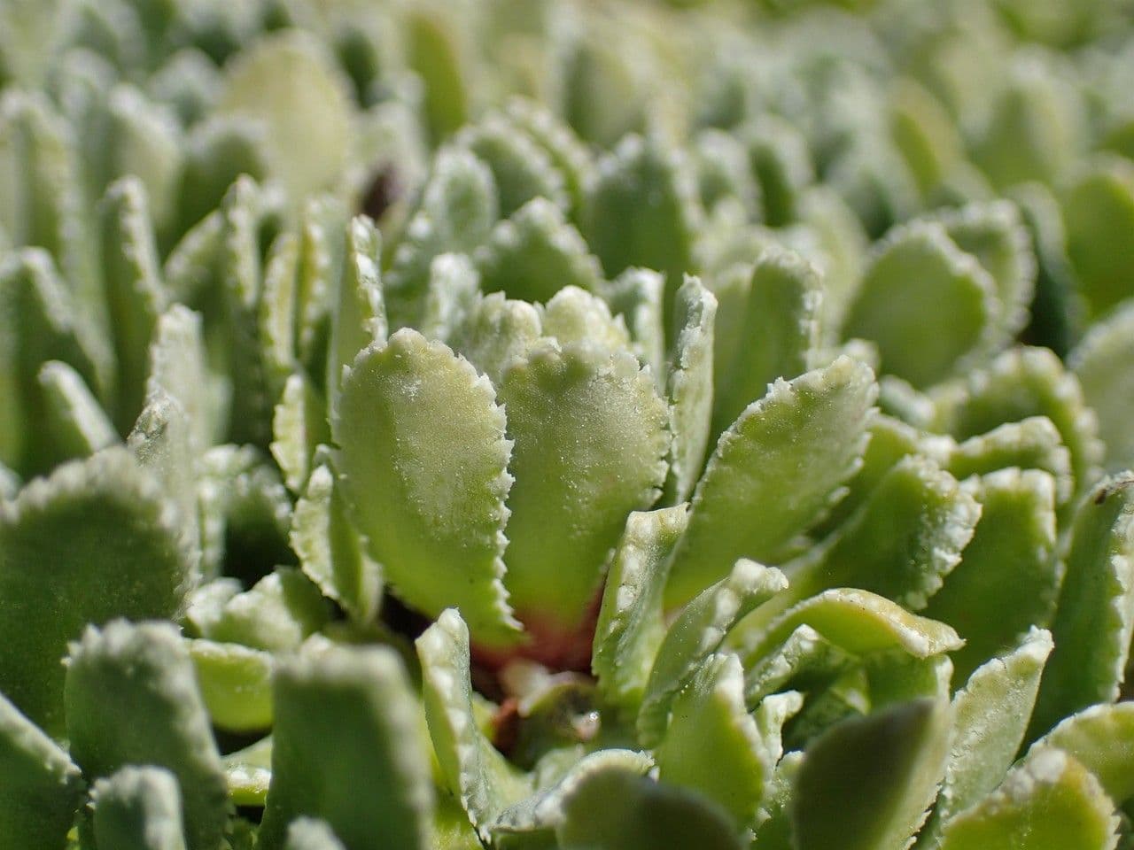 Saxifrage incrustée 7