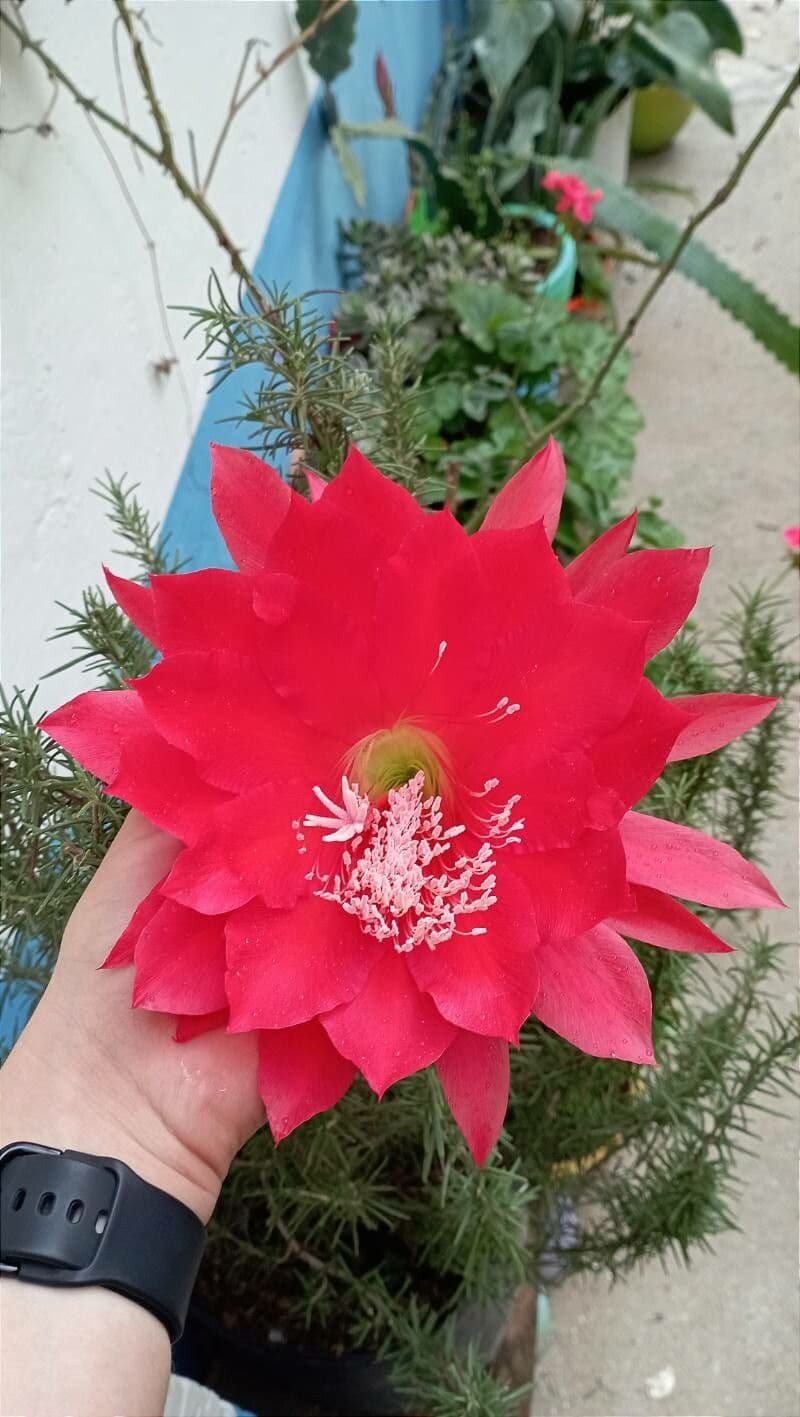 Cactus grimpant 9
