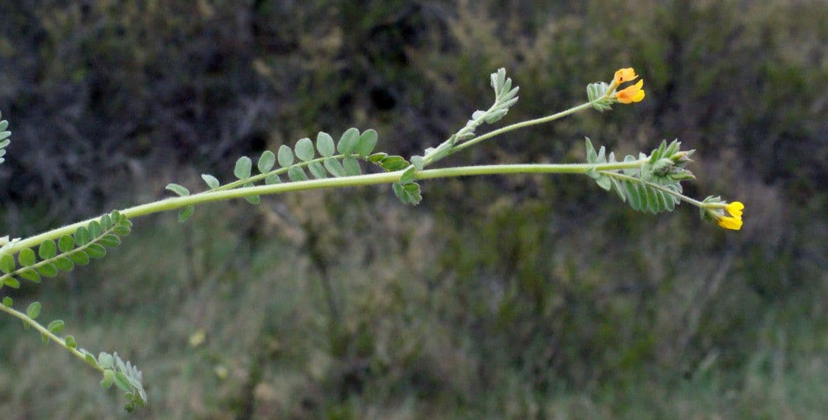 Uccellina comune 28