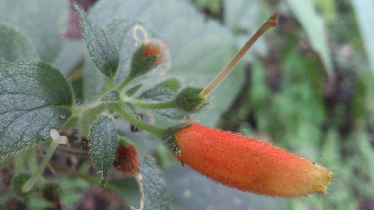 Kohleria 3
