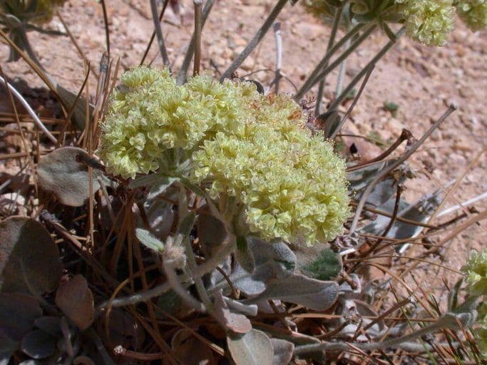 Granit-Polygonum 2