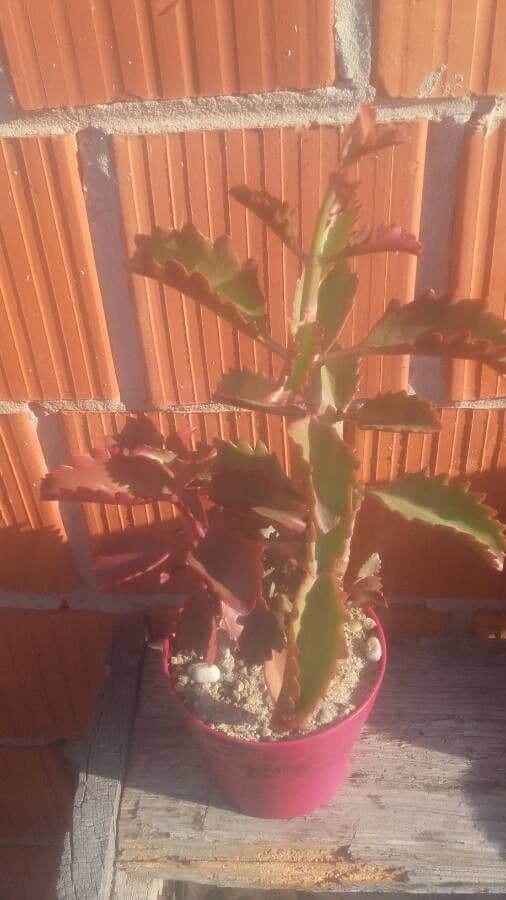 Kalanchoe esagonale 4
