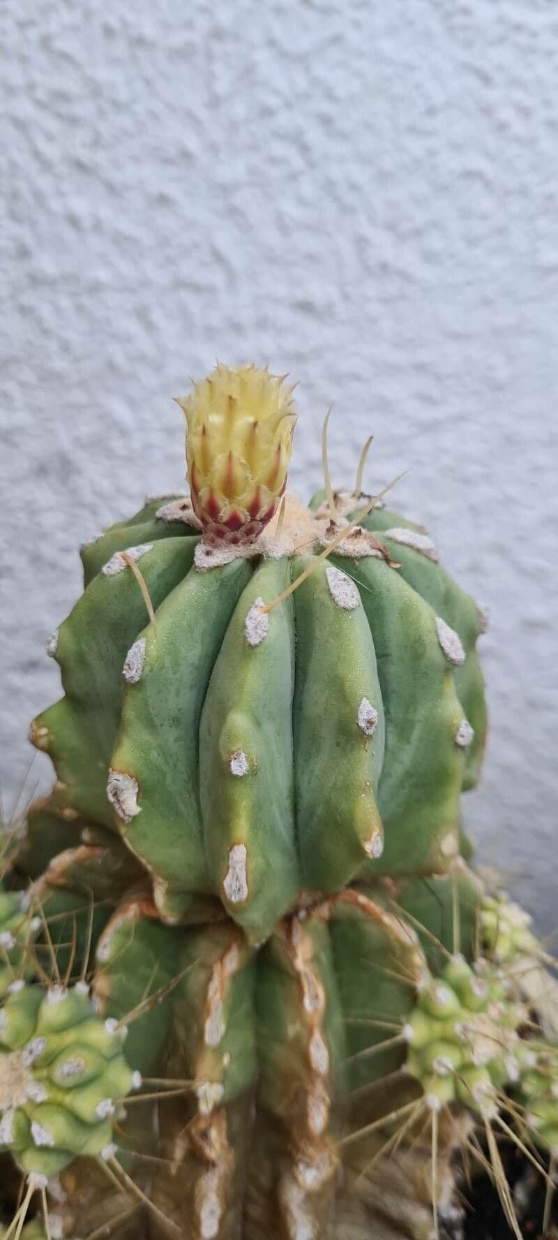 Cactus 8