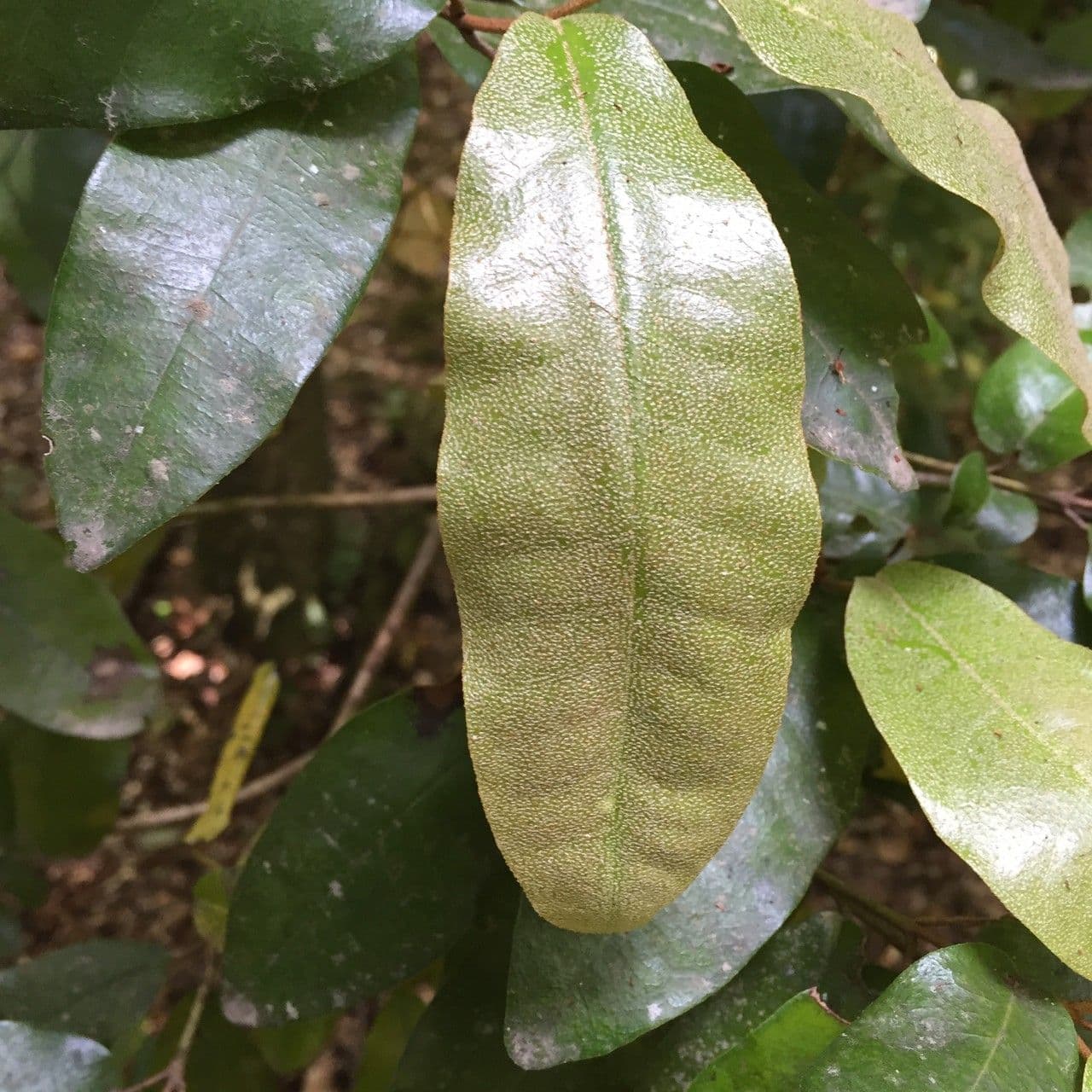 Aextoxicon punctatum