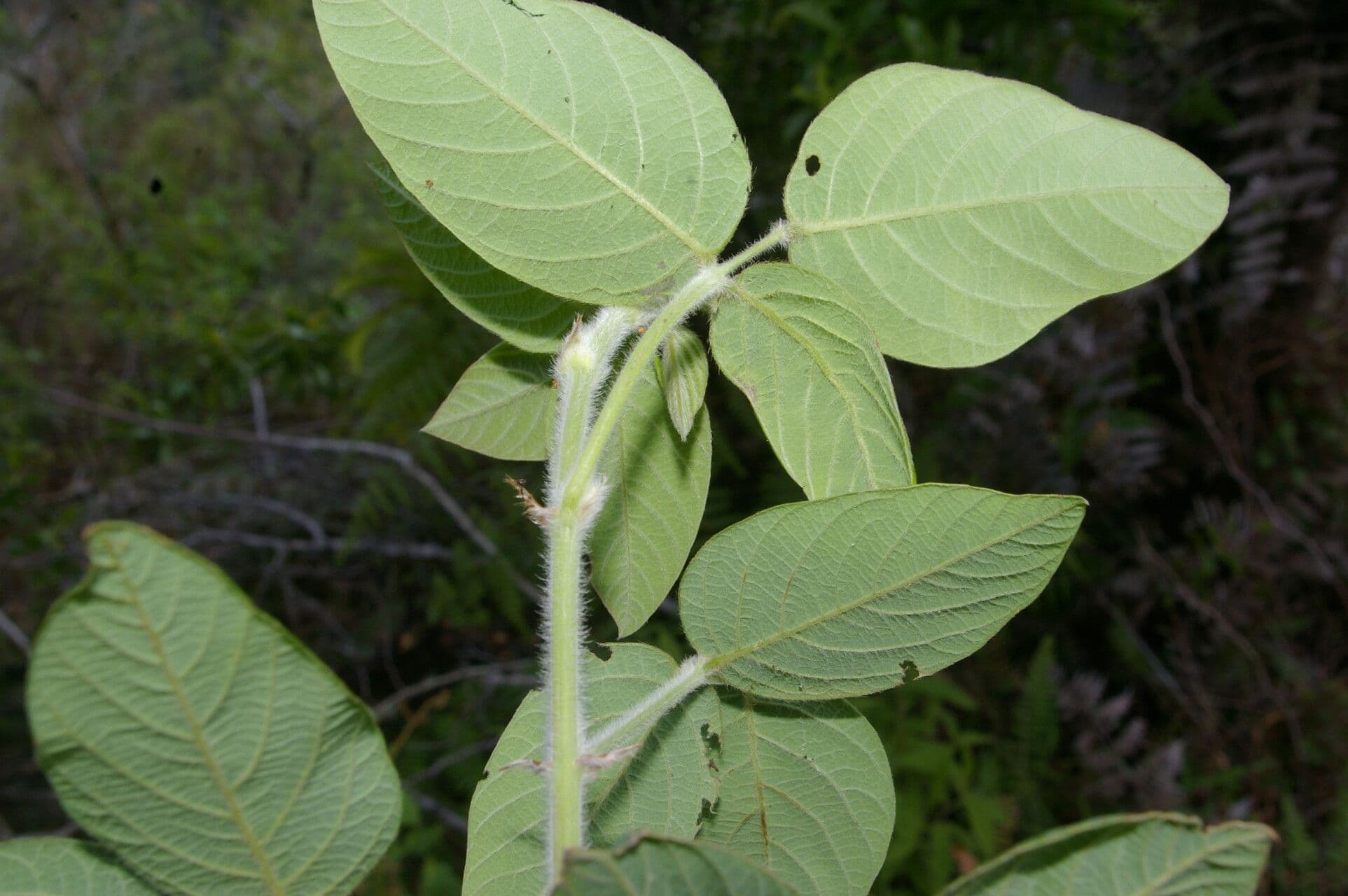 Desmodium 4