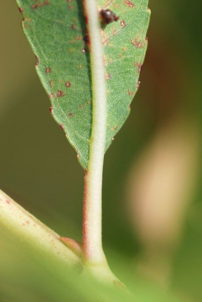 Ludwigia alternifolia 18