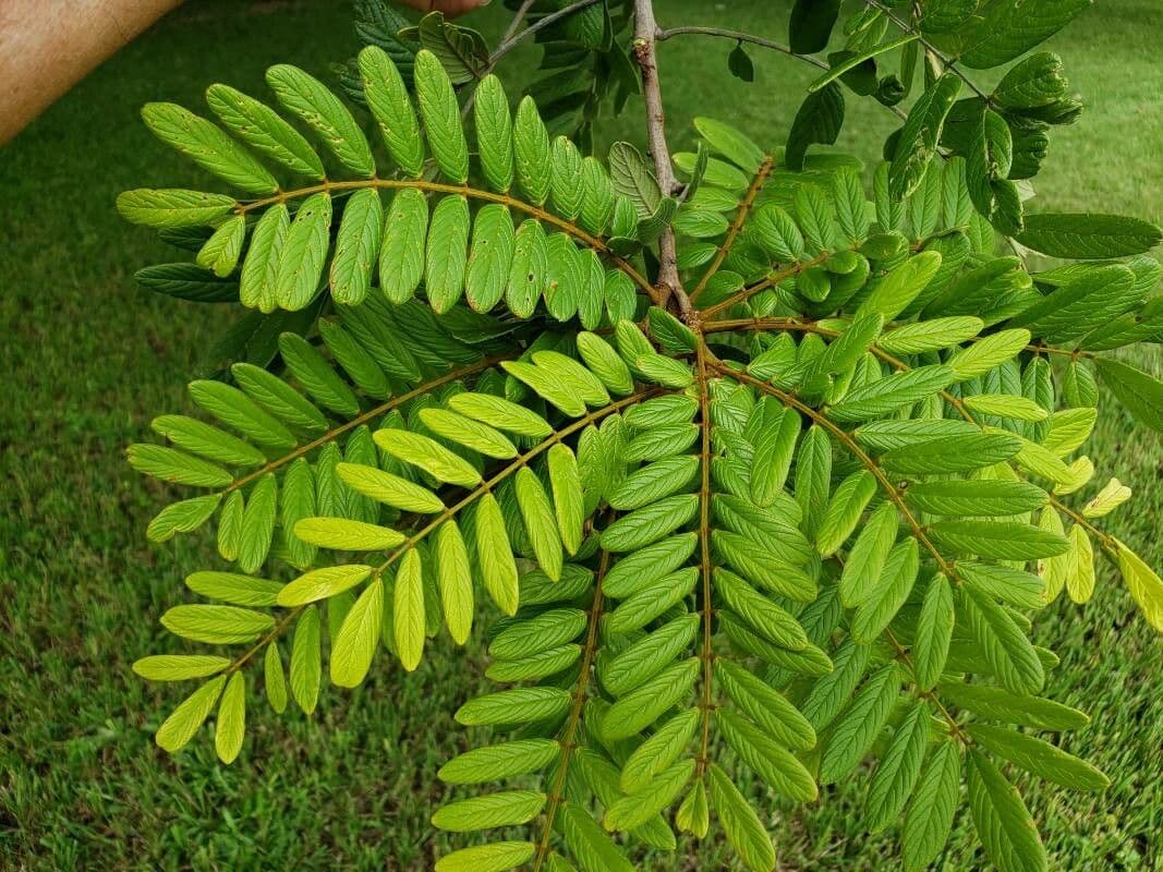 Lonchocarpus 19