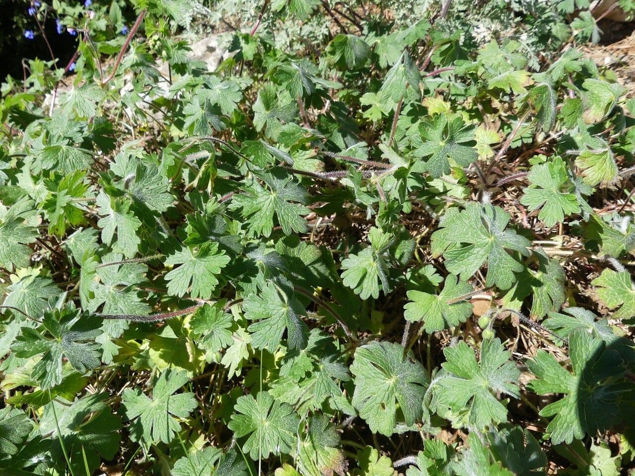 Géranium 5