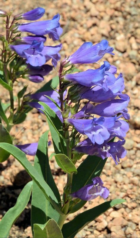 Penstemon