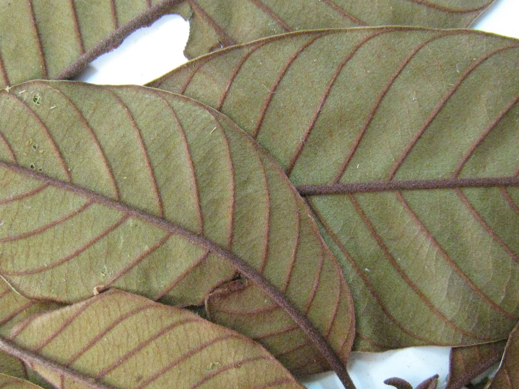 Chrysophyllum 4