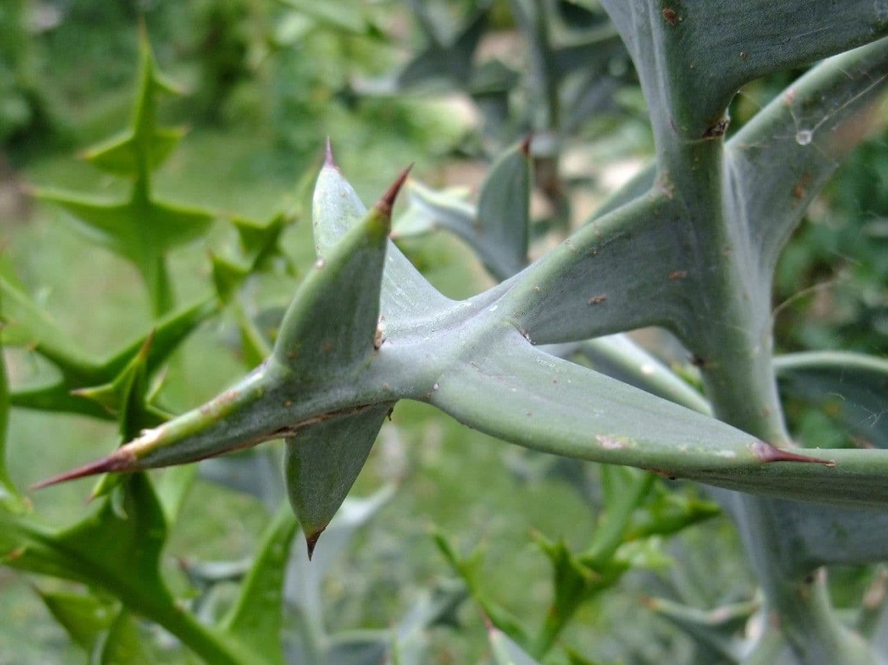 Colletia 14
