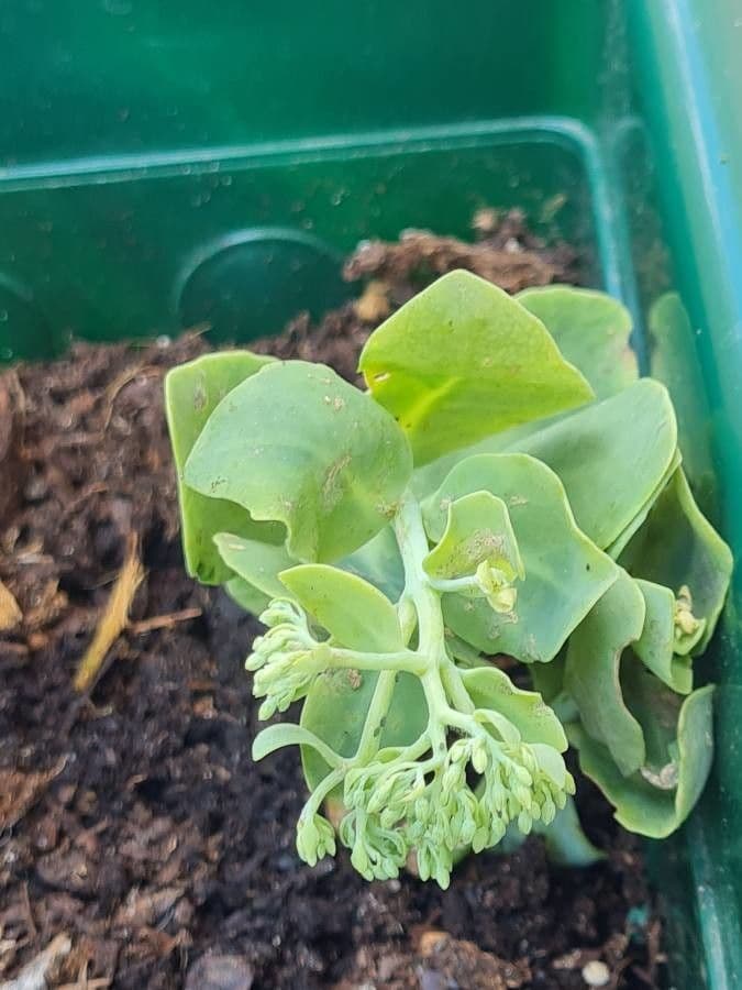Sedum 11