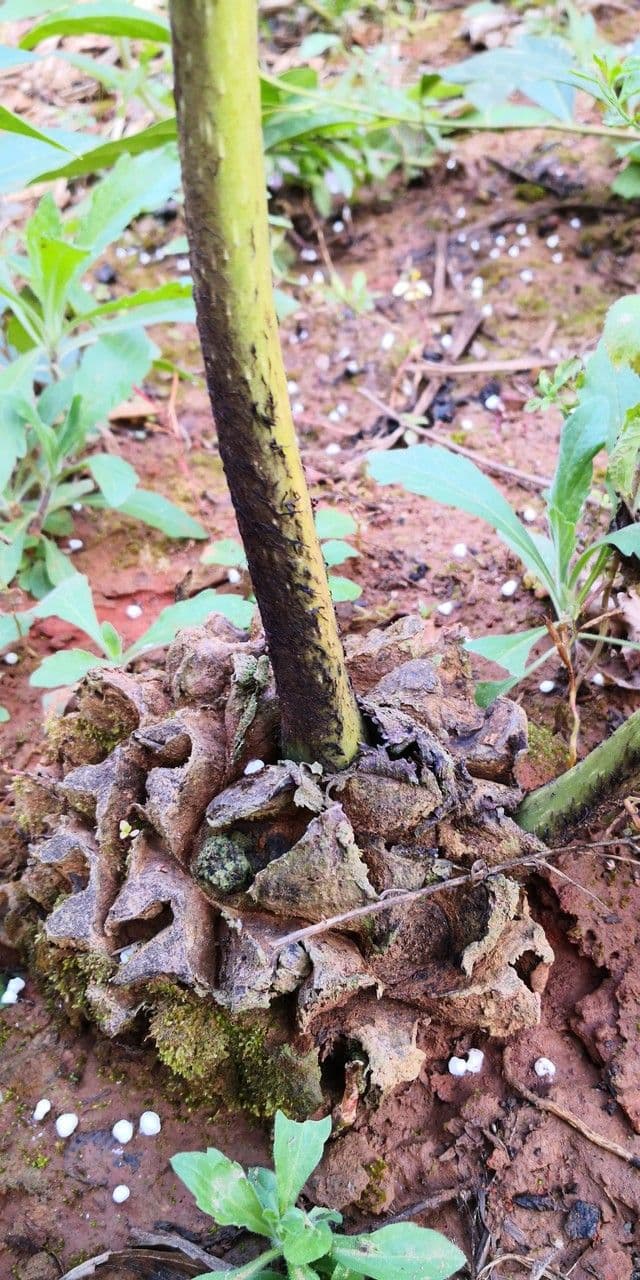 Angiopteris