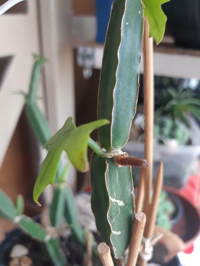 Cissus 17