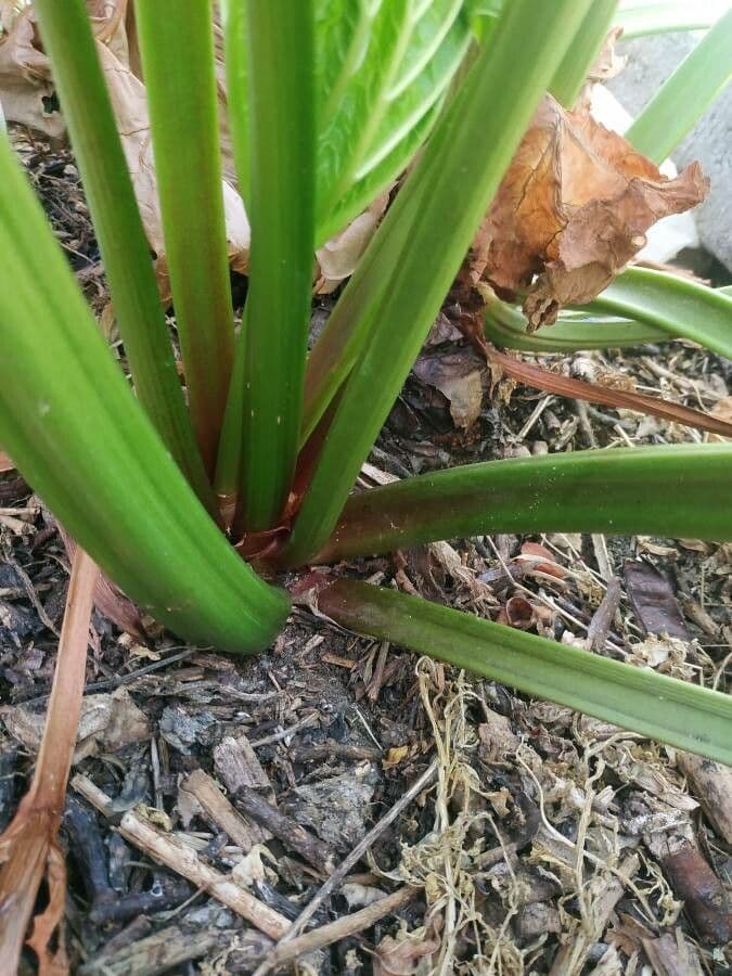 Rabarbaro da giardino 25