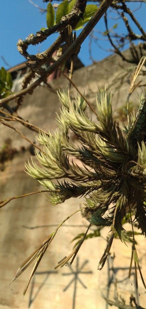 Tillandsia 12