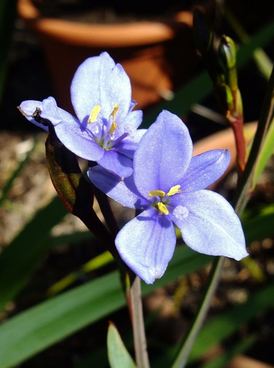 Orthrosanthus multiflorus 5