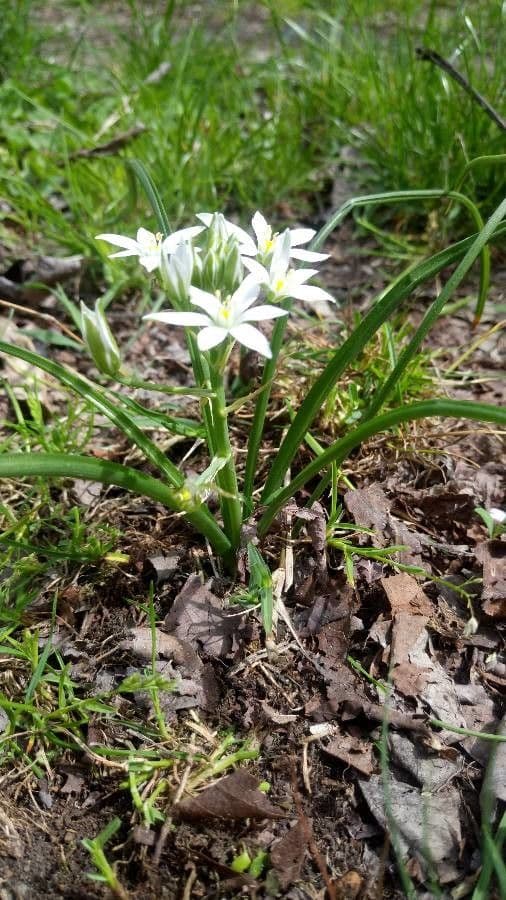 Ornithogalum 15