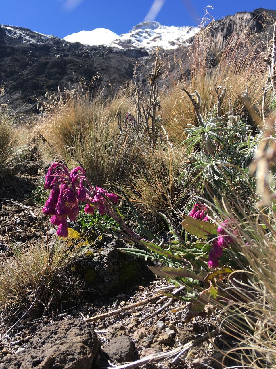 Senecio rosato 6