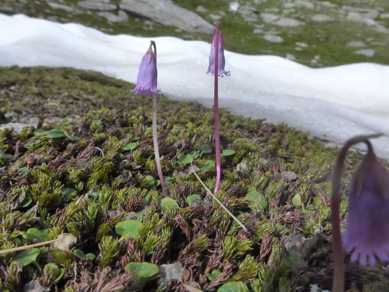 Zwerg-Glockenblume 2