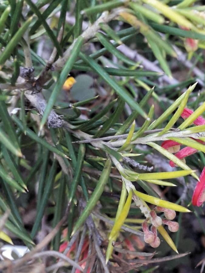 Rosmarinblättrige Grevillea 20