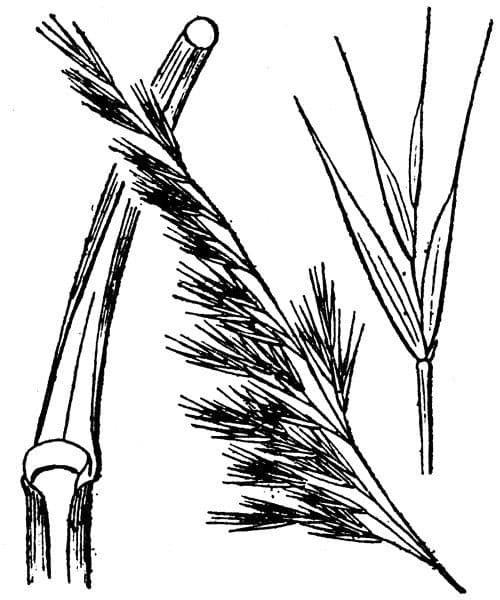 Festuca ligure 16